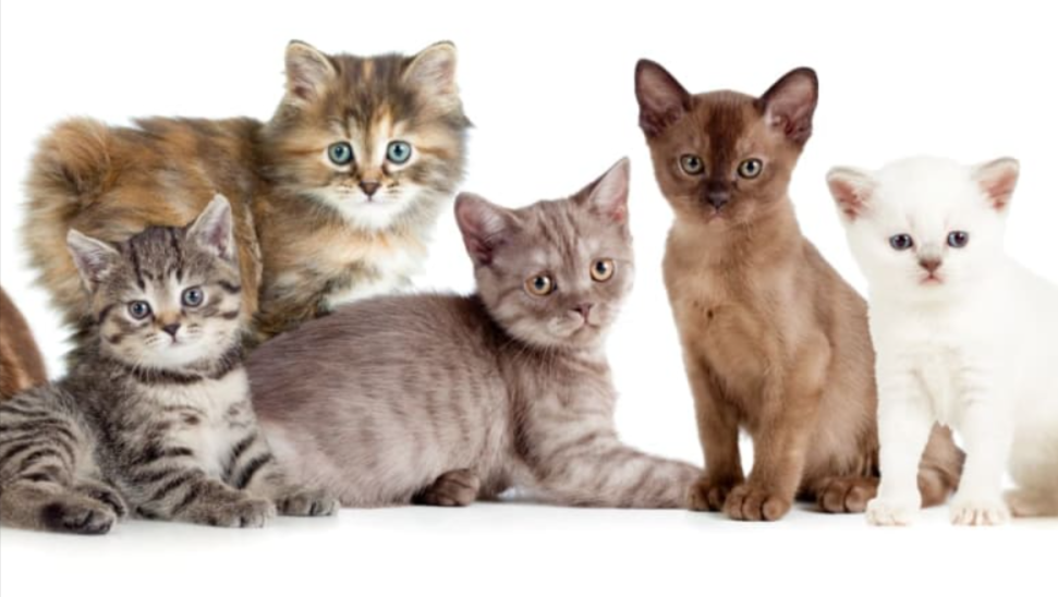 Top 10 Cat Breeds In India