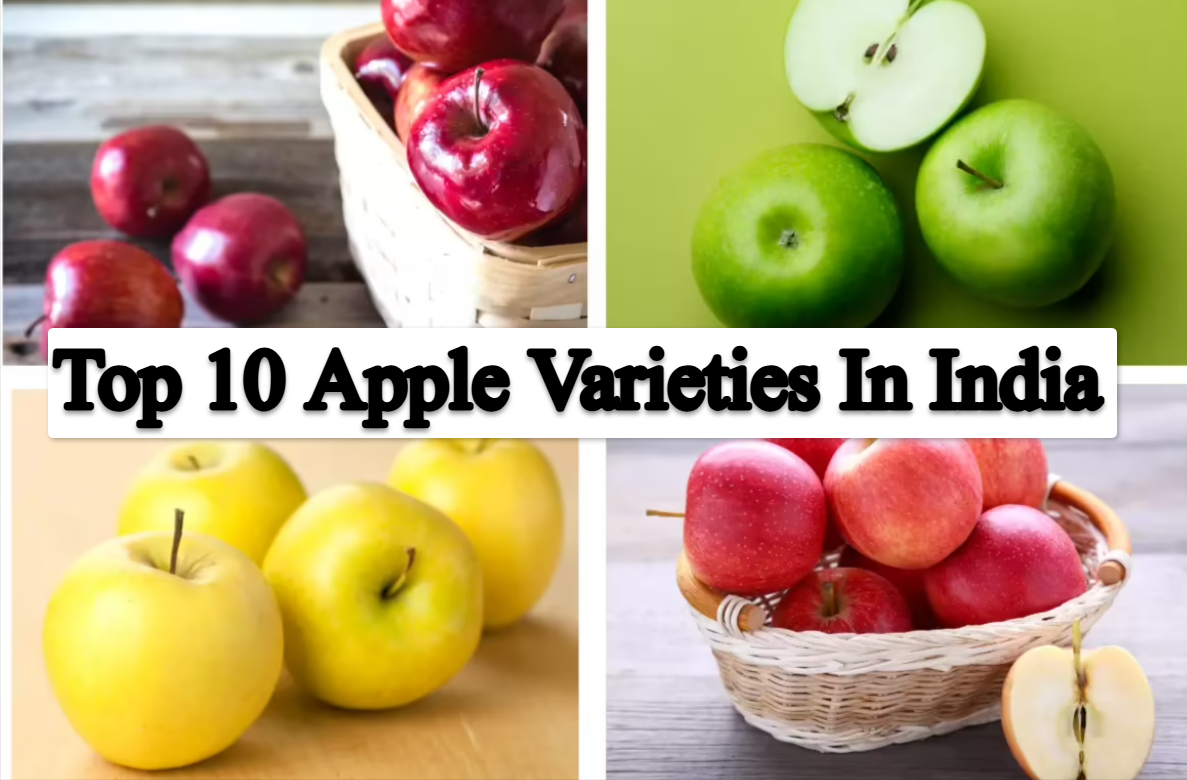 Top 10 Apple Varieties In India