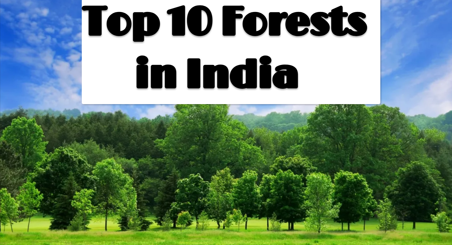 Top 10 Forests in India