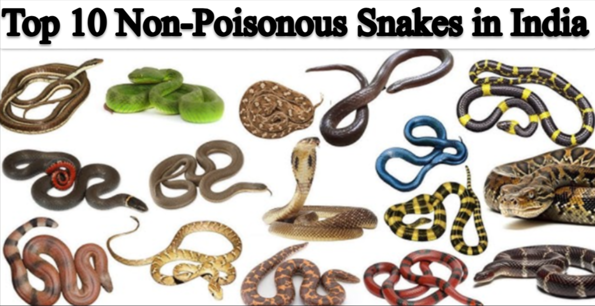 Top 10 Non-Poisonous Snakes in India
