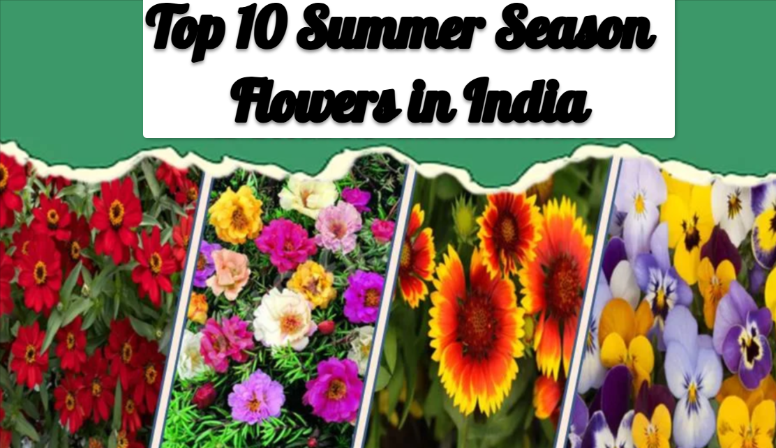Top 10 Summer Season Flowers in India
